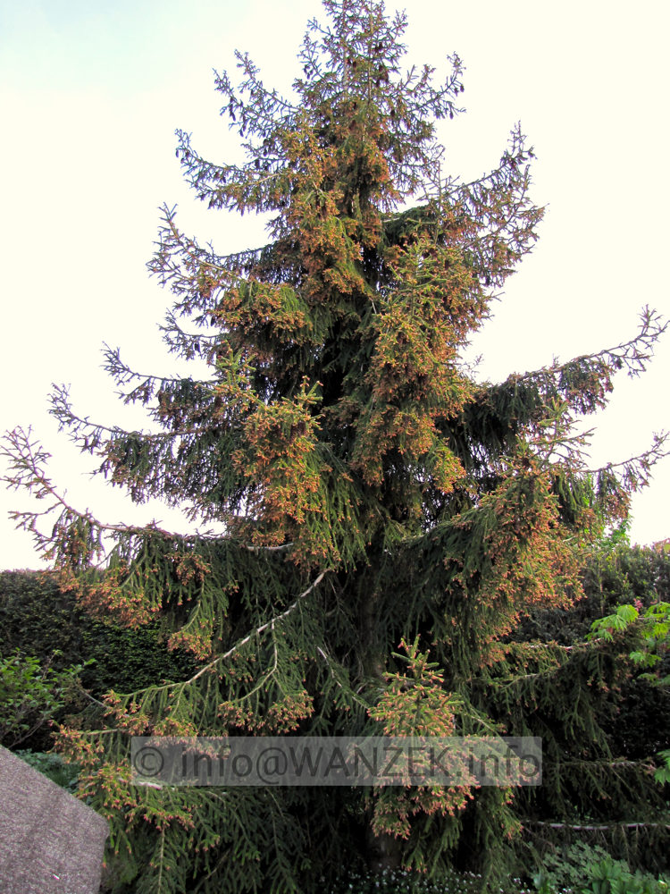 Picea orientalis Aureospicata 06 bluehender Sol.JPG